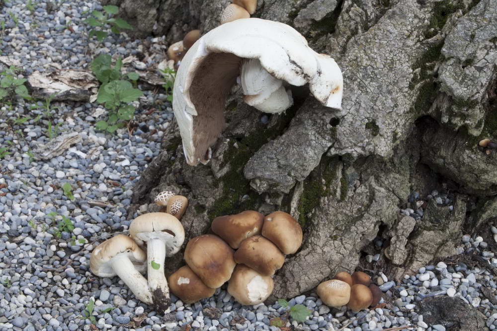 agrocybe cylindracea 5061 03_resize.jpg