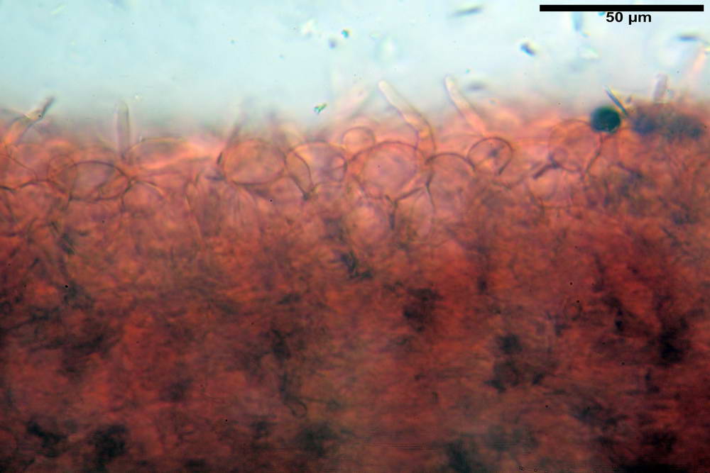 panaeolus acuminatus004.jpg