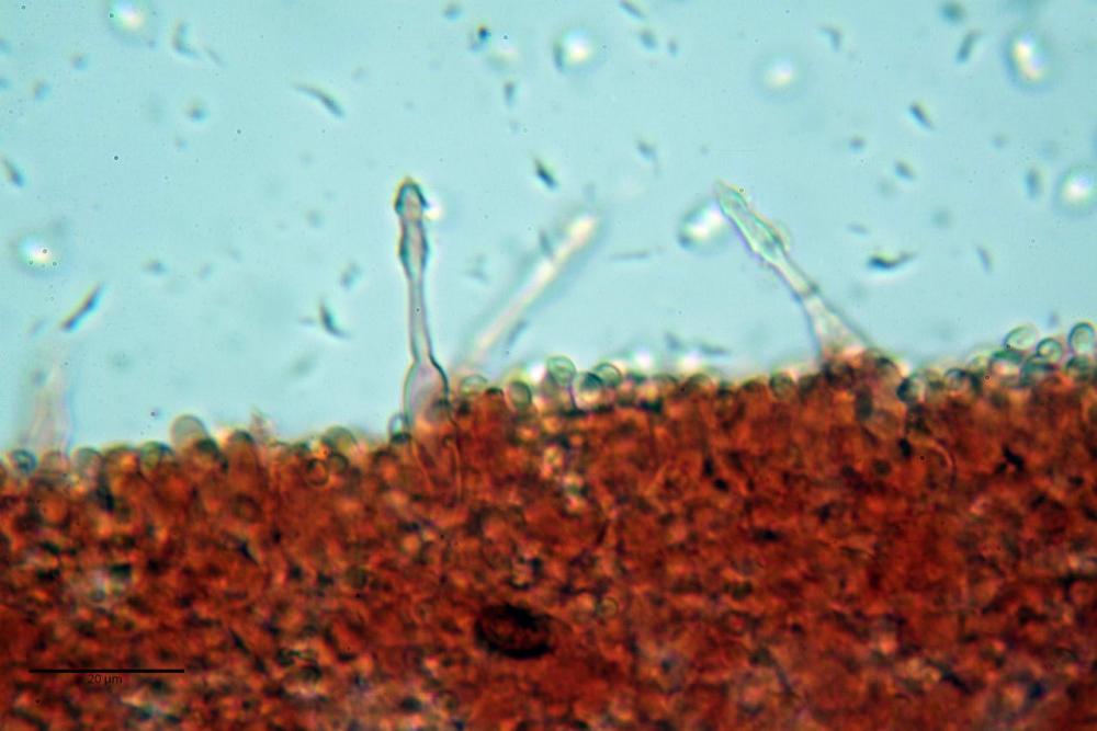 Cystodermella cinnabarina 17.JPG