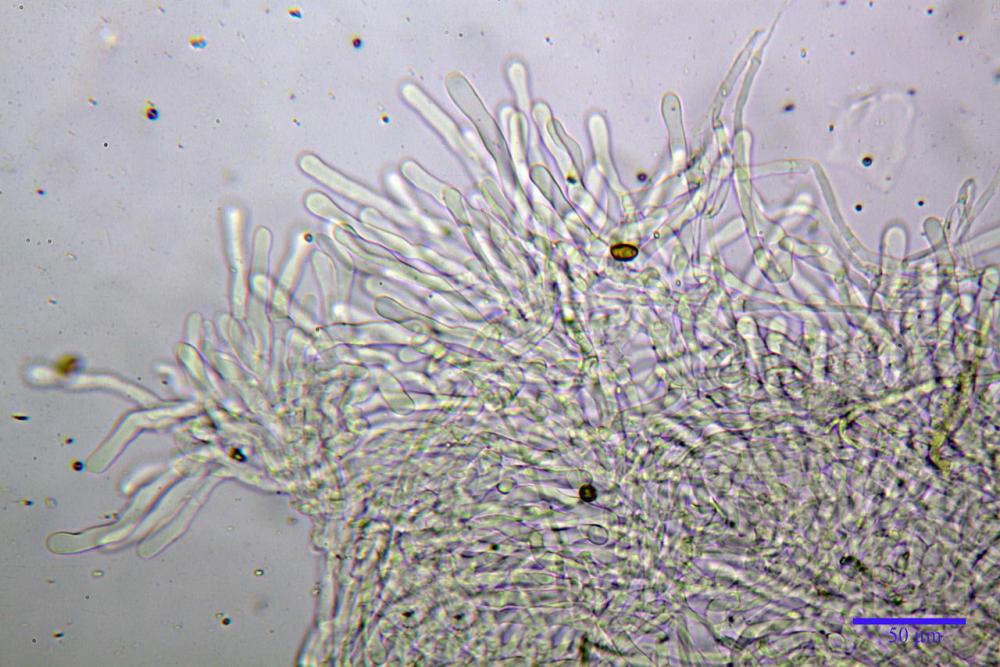 Hebeloma hiemale 7434 19.jpg