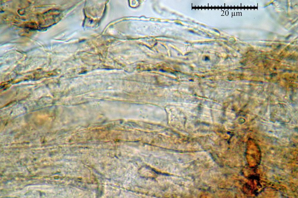 conocybe panaeoloides Ife incrostate della Mediopellis .jpg