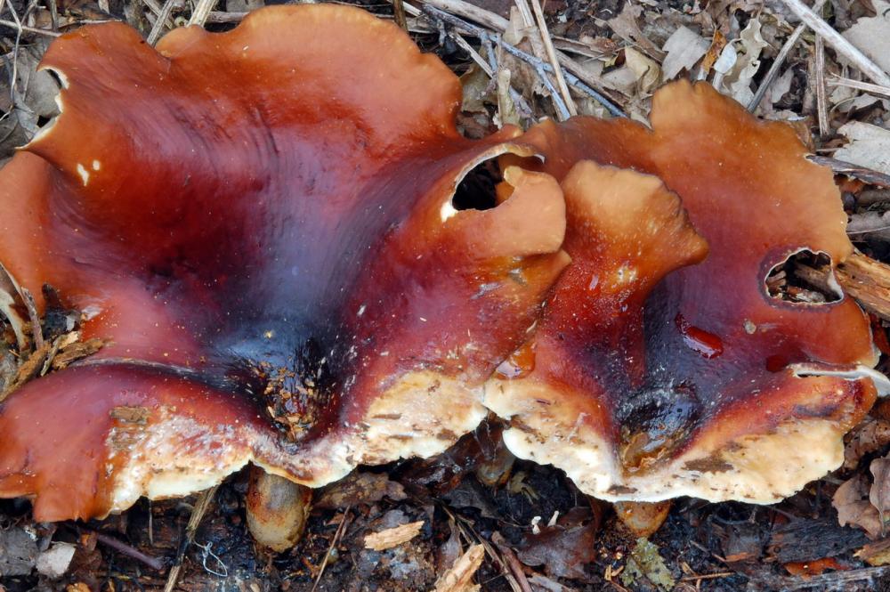 Polyporus badius 6547_3.JPG