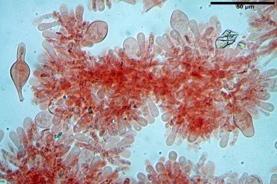 Psathyrella 20.jpg