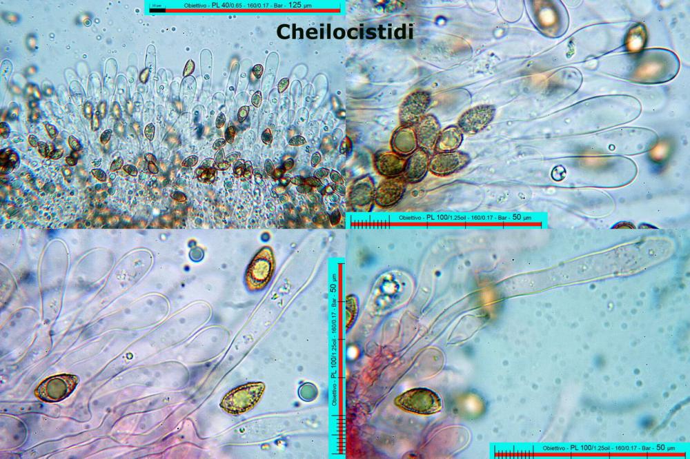 Hebeloma ochroalbidum cheilocistidi.jpg