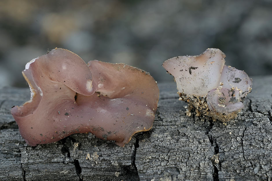 peziza subviolacea 4827 01.jpg