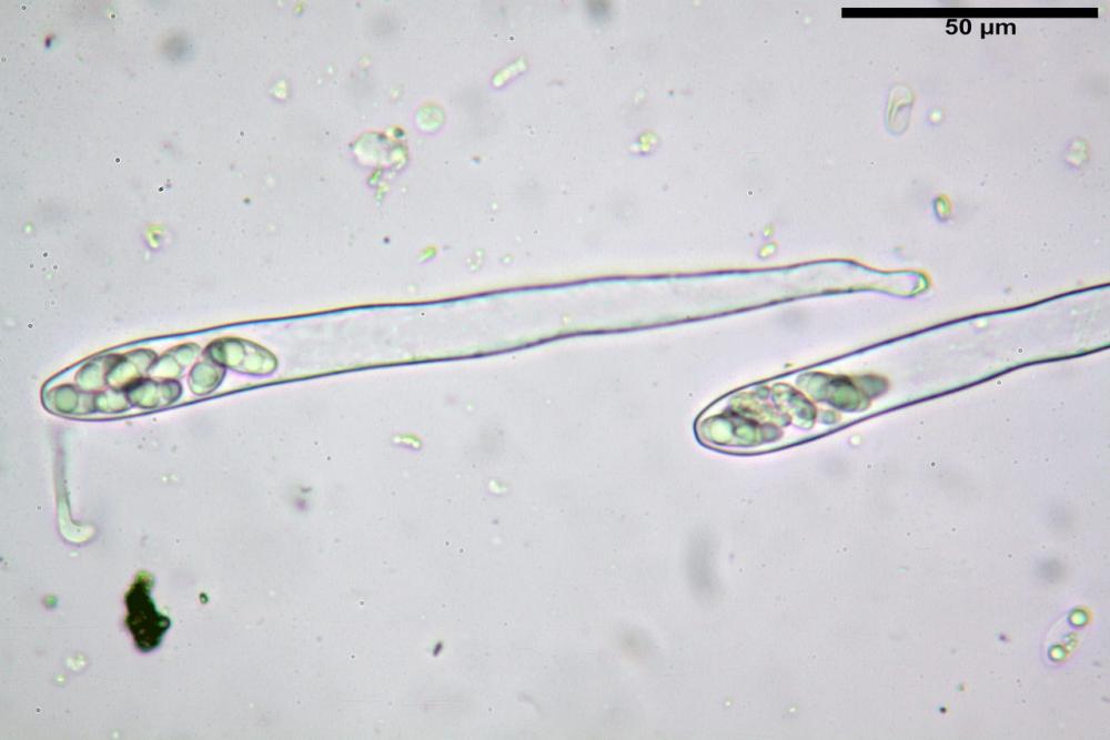 Podophacidium xanthomelum 7945 33_resize.JPG
