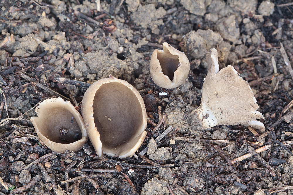 helvella leucomelaena 4983 02.jpg