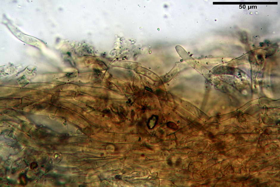 pholiota tuberculosa 4736 07.jpg