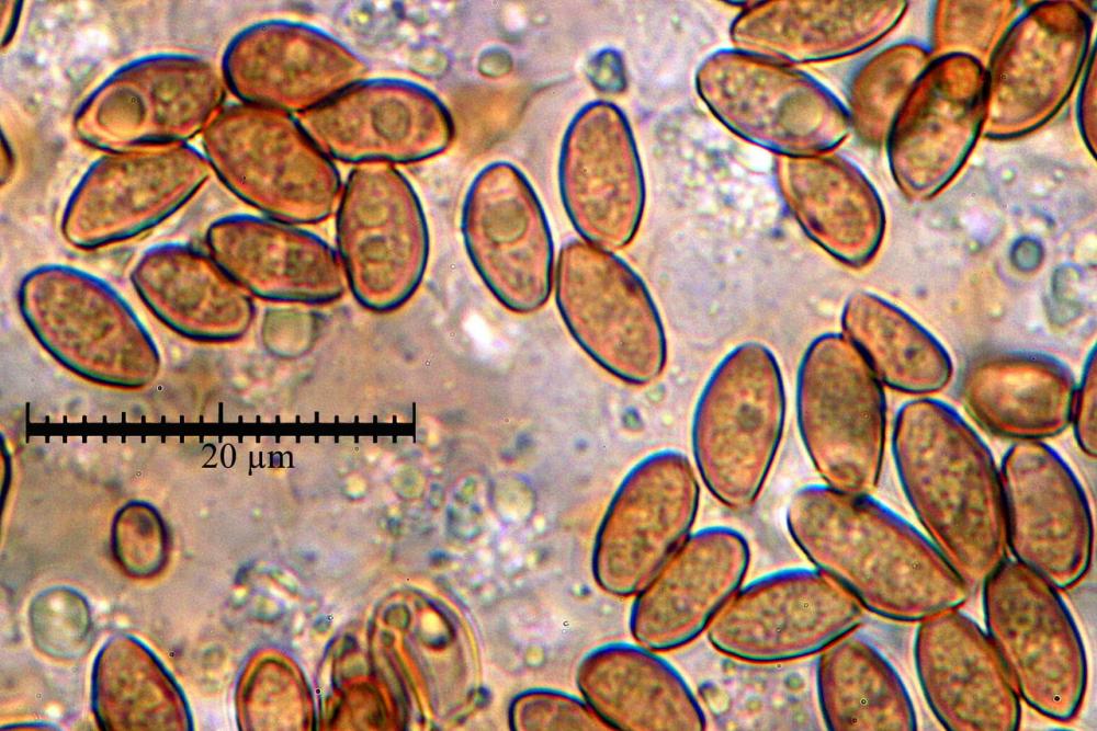 conocybe panaeoloides Spore al microscopio ottico 57.jpg