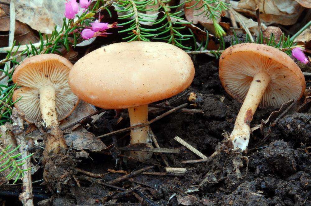 Rhizocybe vermicularis 6577_1.JPG