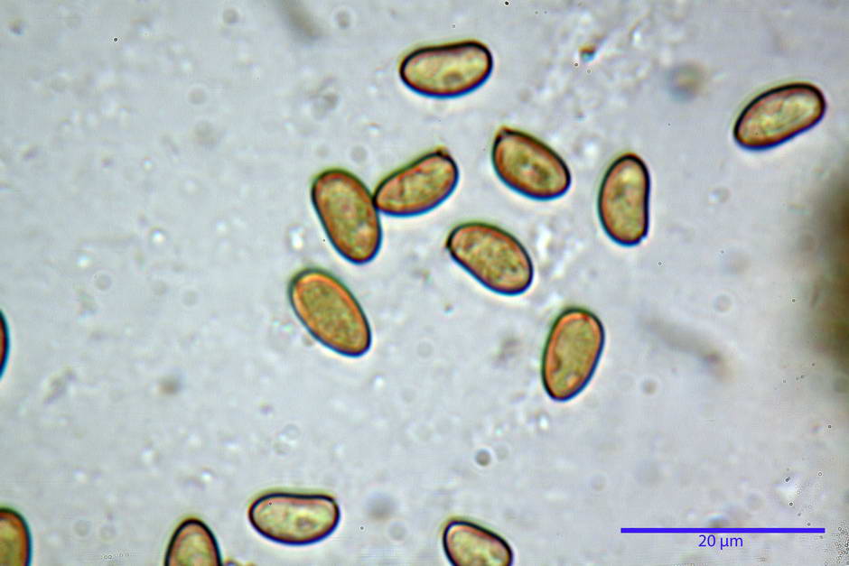 inocybe leucoblema 4846 47.jpg