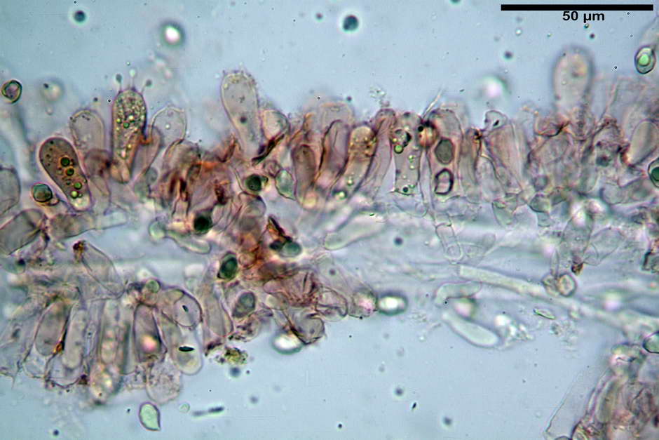 entoloma 22.jpg