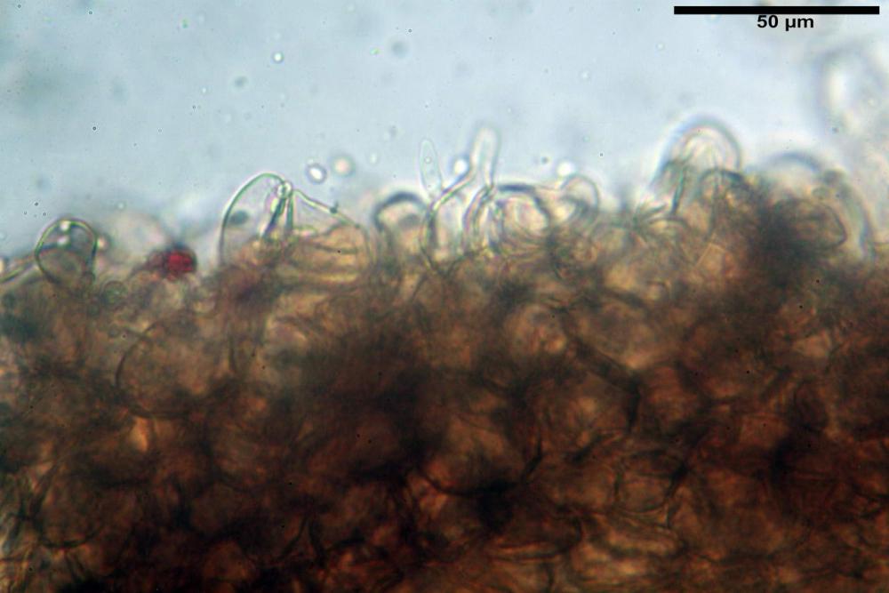 Cystodermella cinnabarina 09.JPG