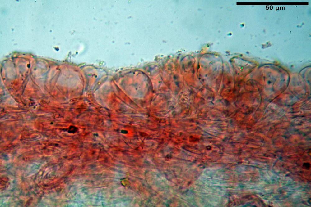 conocybe rickenii pileipellis 01.jpg