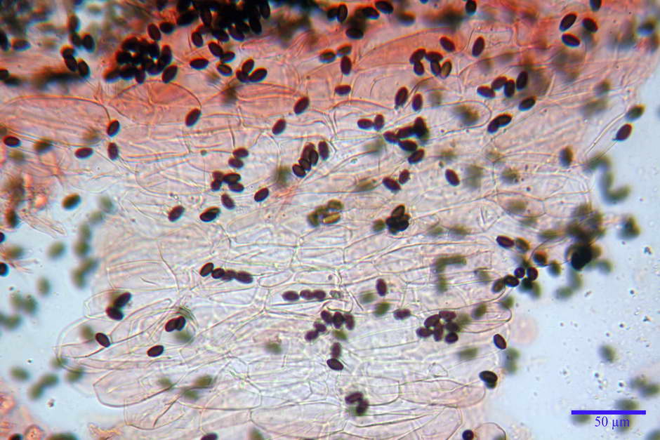 Coprinopsis pachyderma 4824 30.jpg