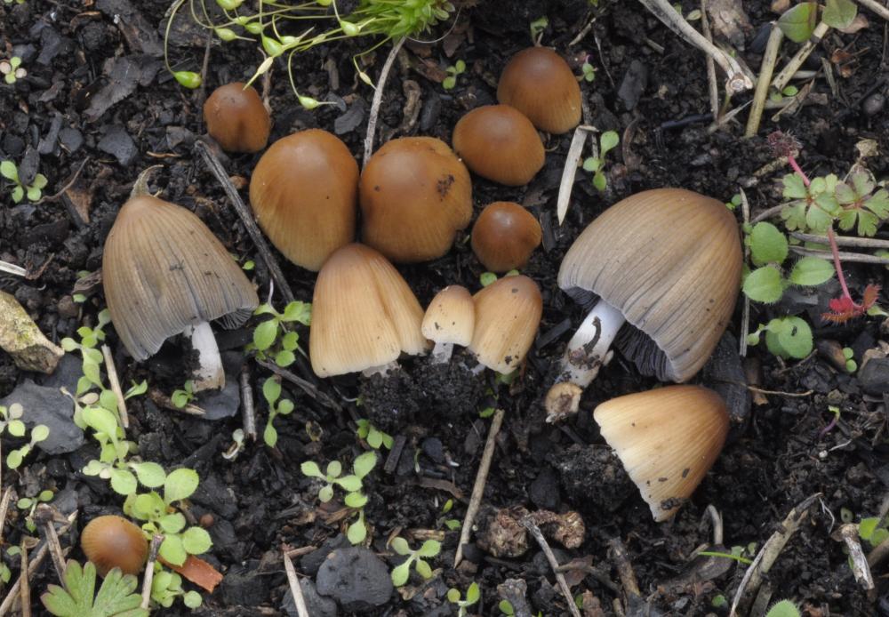 Tulosesus angulatus 9391 01.JPG