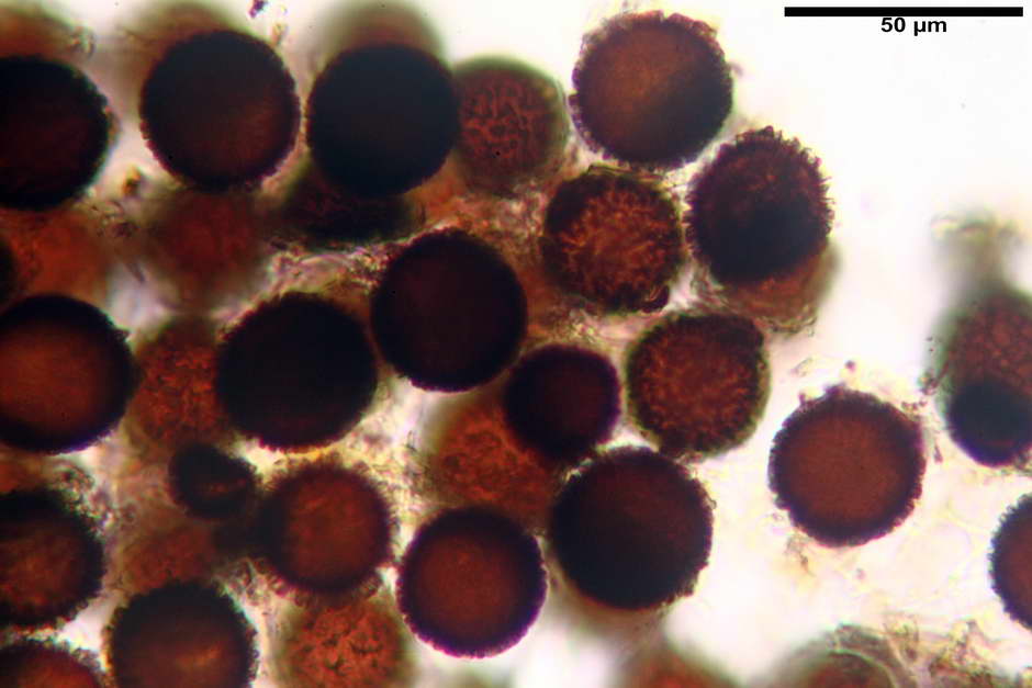 elaphomyces granulatus 4710 11.jpg