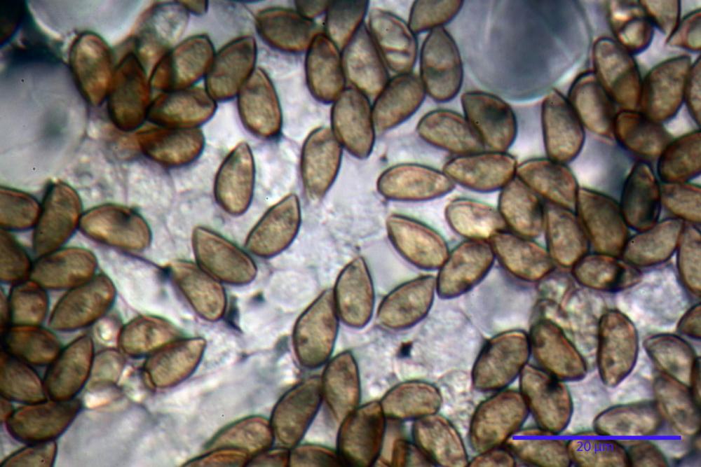 Inocybe phaeodisca var geophylloides 5226 33.jpg