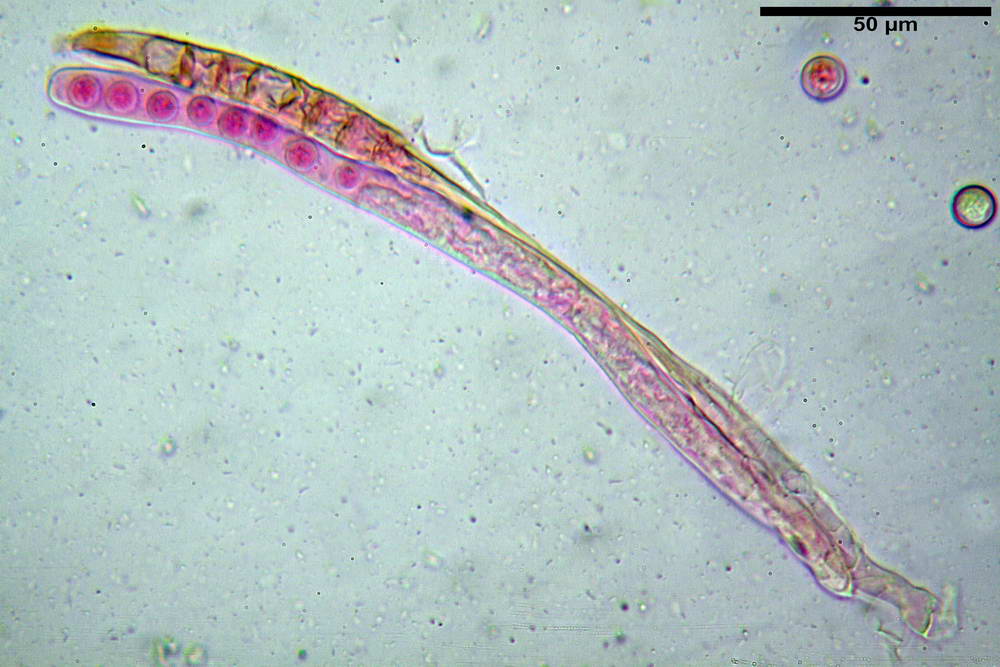 plicaria endocarpoides 5034 35.jpg