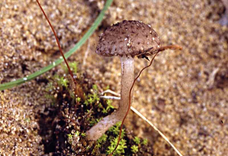 psathyrella_hirtosquamulosa_2108_03.jpg