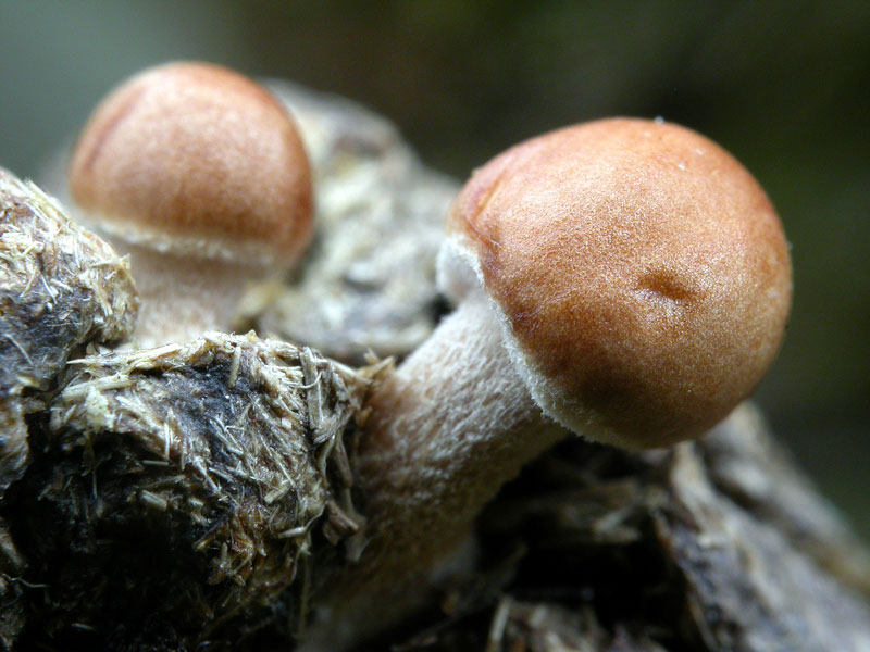 panaeolus_cinctulus_2222_02.jpg