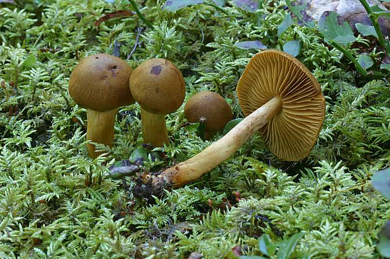 cortinarius_bataillei_2412_02.jpg