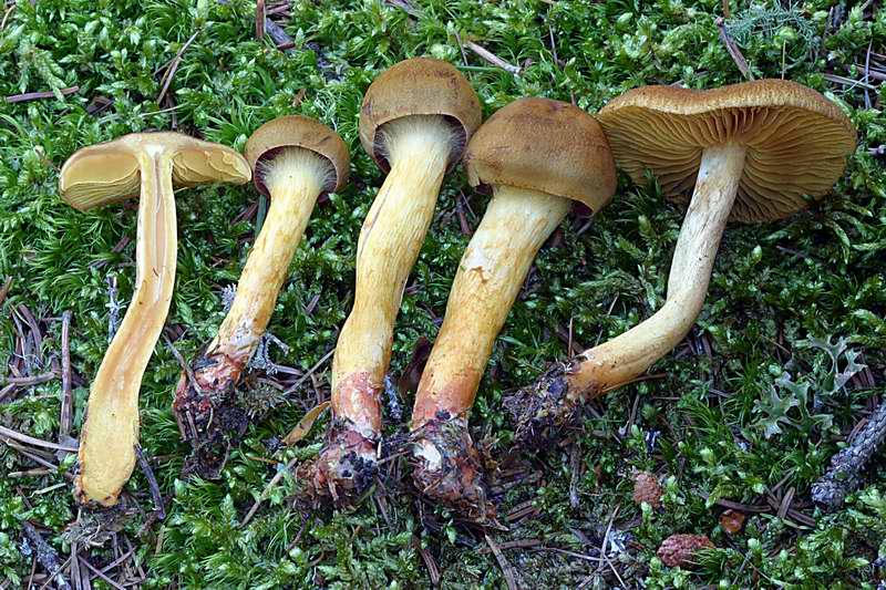 cortinarius_bataillei_2412_04.jpg