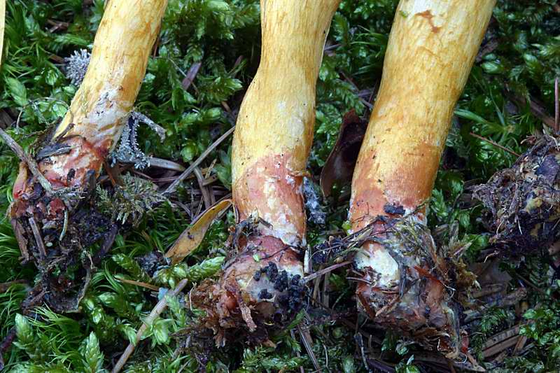 cortinarius_bataillei_2412_07.jpg