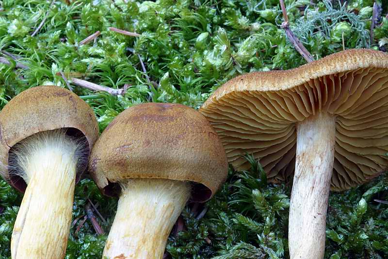 cortinarius_bataillei_2412_06.jpg