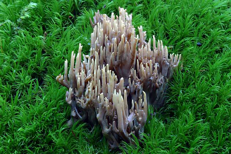 ramaria_testaceoflava_01.jpg