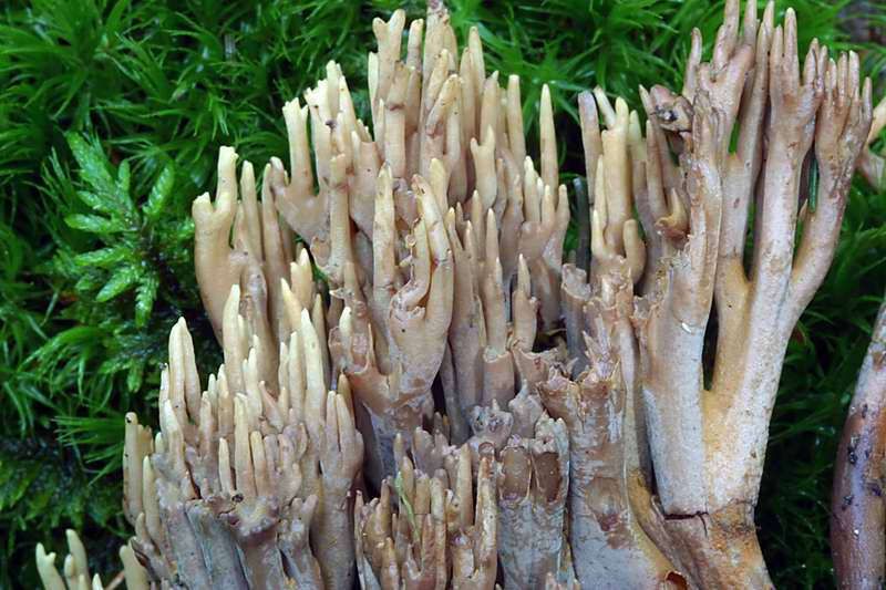 ramaria_testaceoflava_03.jpg