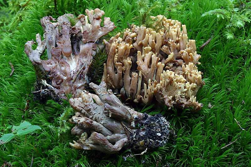 ramaria_testaceoflava_05.jpg