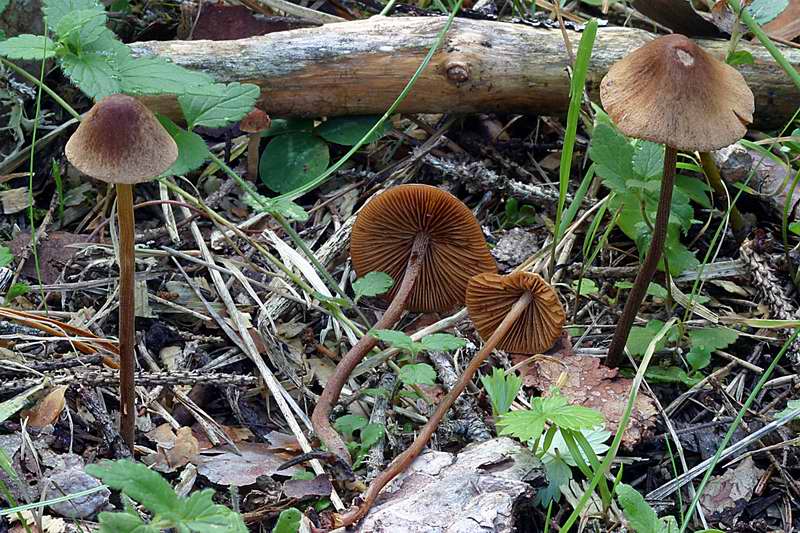 conocybe_magnicapitata_2446_02.jpg