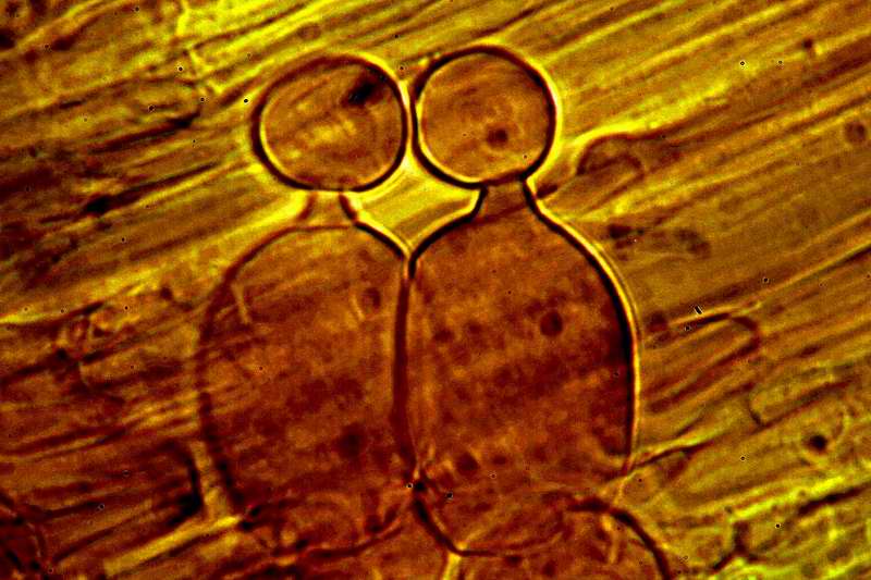 conocybe_magnicapitata_2446_25.jpg