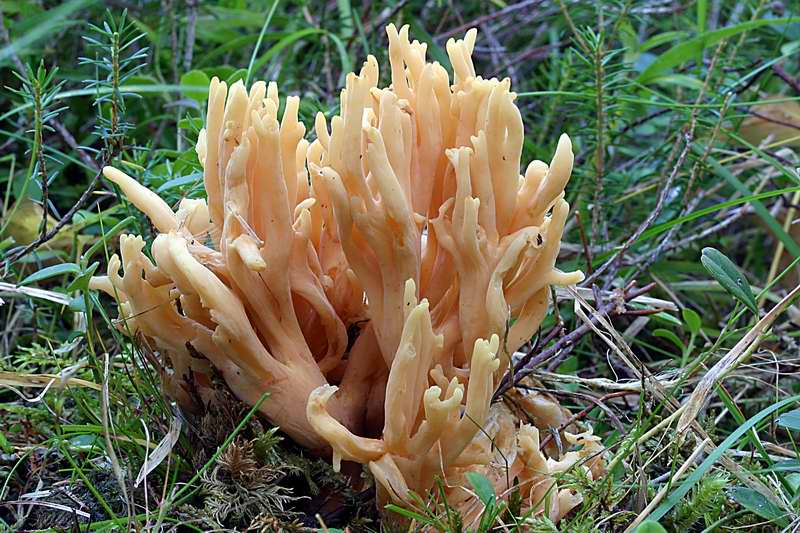 ramaria_rubricarnata_2445_01.jpg