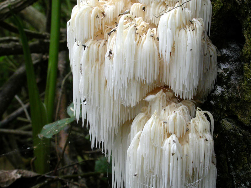 H.coralloides3.jpg