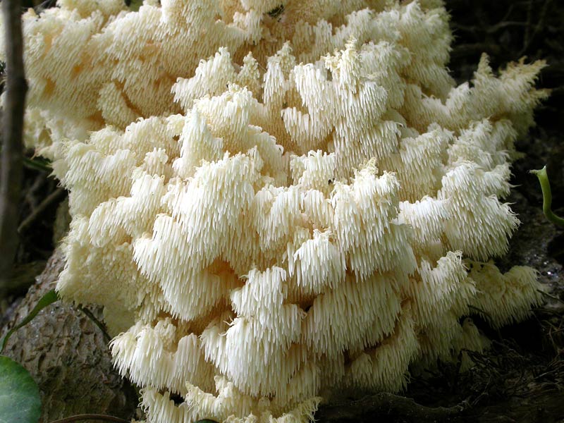 H.coralloides21.jpg