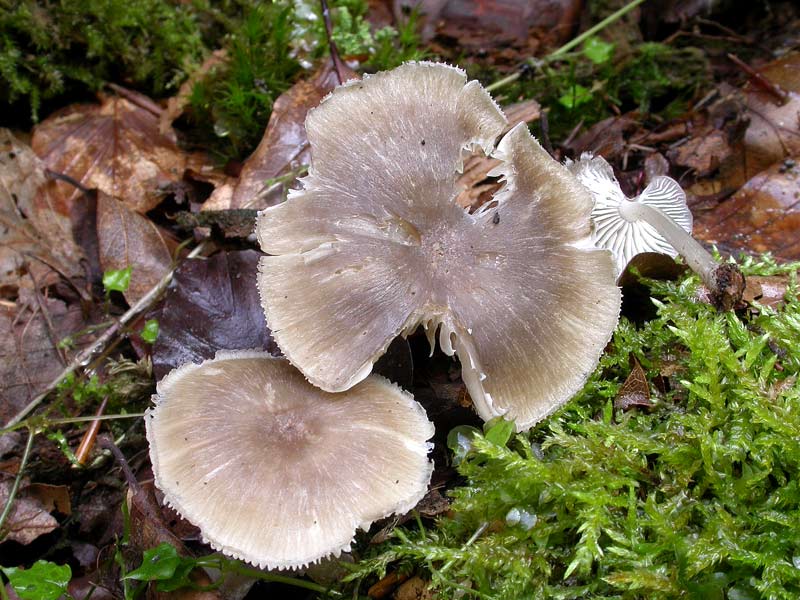 pluteus1a.jpg