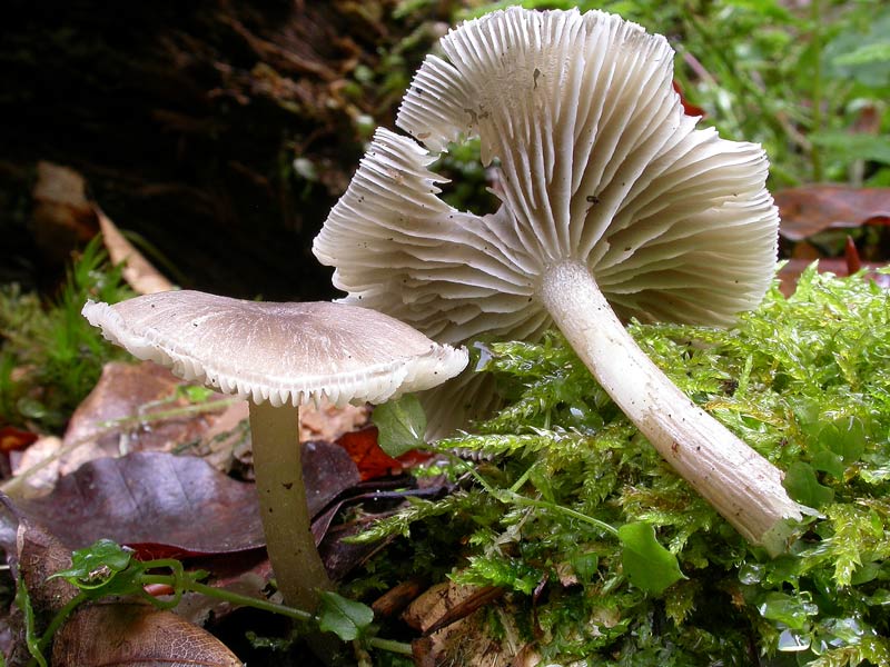 pluteus1.jpg