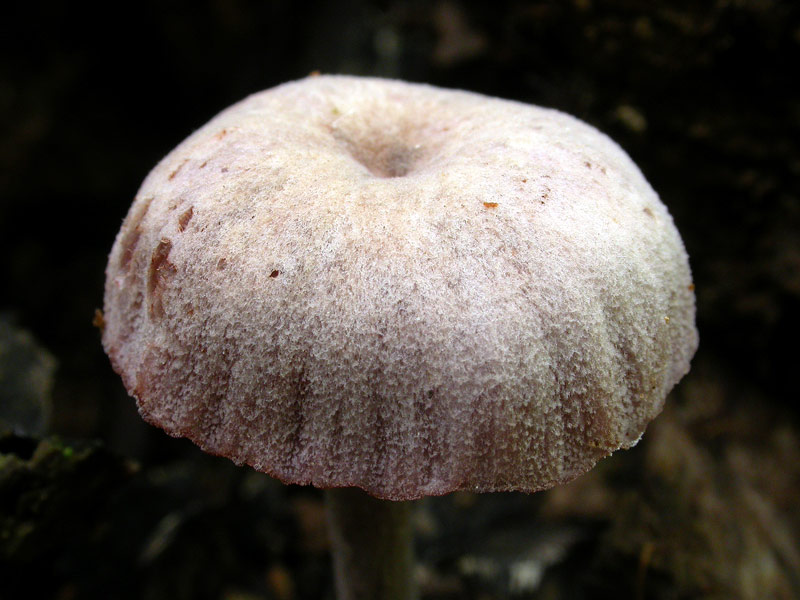 Laccaria_amethystina1.jpg