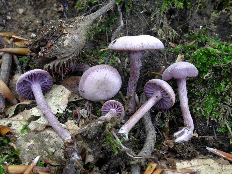 laccaria_amethystina.jpg