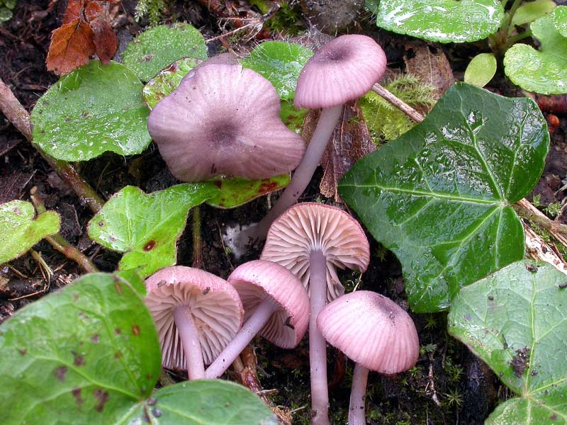 entoloma.jpg