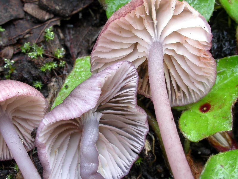 entoloma2.jpg