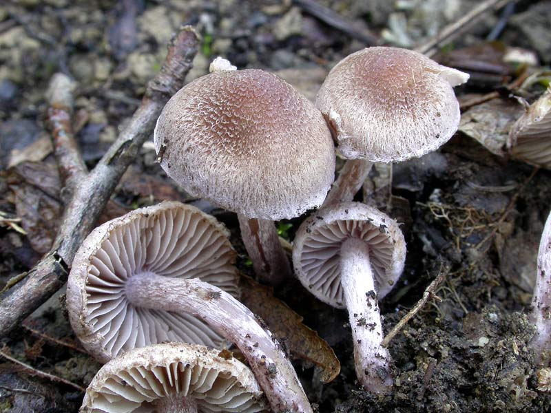 inocybe1.jpg