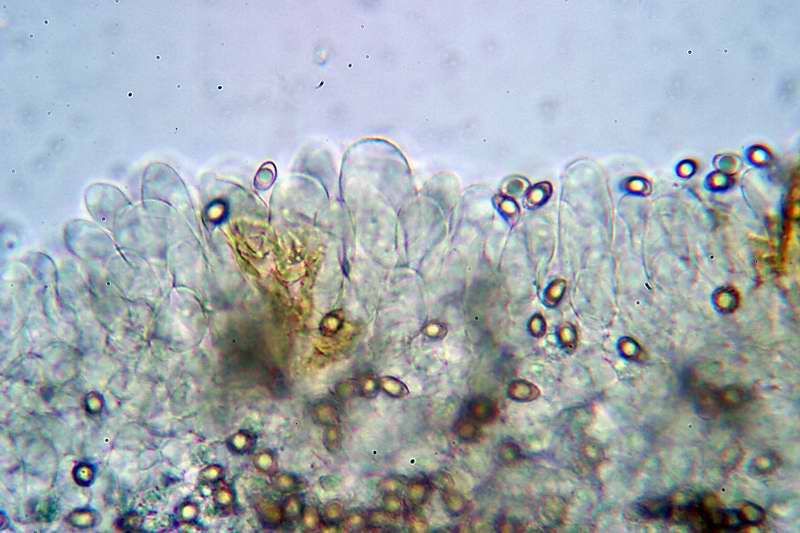 inocybe_rimosa_2631_04.jpg