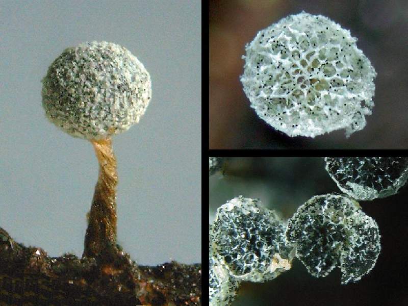 Badhamia Gracilis MIXOMYCETES CERATIOMYCETES ACRASIOMYCETES Forum 