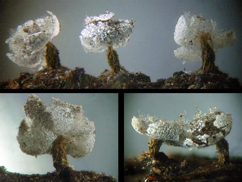 Physarum Leucophaeum MIXOMYCETES CERATIOMYCETES ACRASIOMYCETES 