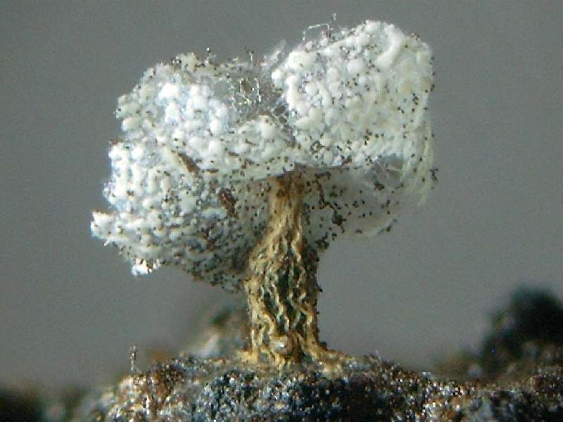 Physarum Leucophaeum MIXOMYCETES CERATIOMYCETES ACRASIOMYCETES 