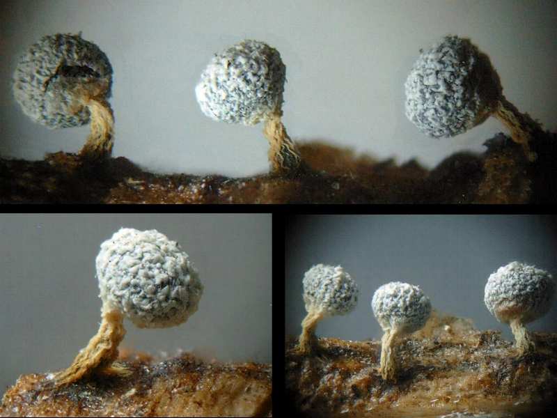Physarum Leucophaeum MIXOMYCETES CERATIOMYCETES ACRASIOMYCETES 