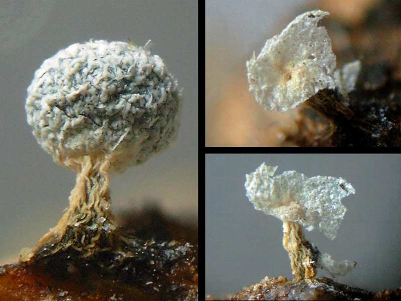 physarum_leucophaeum_3121516f.JPG